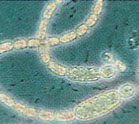 cyanobacterie