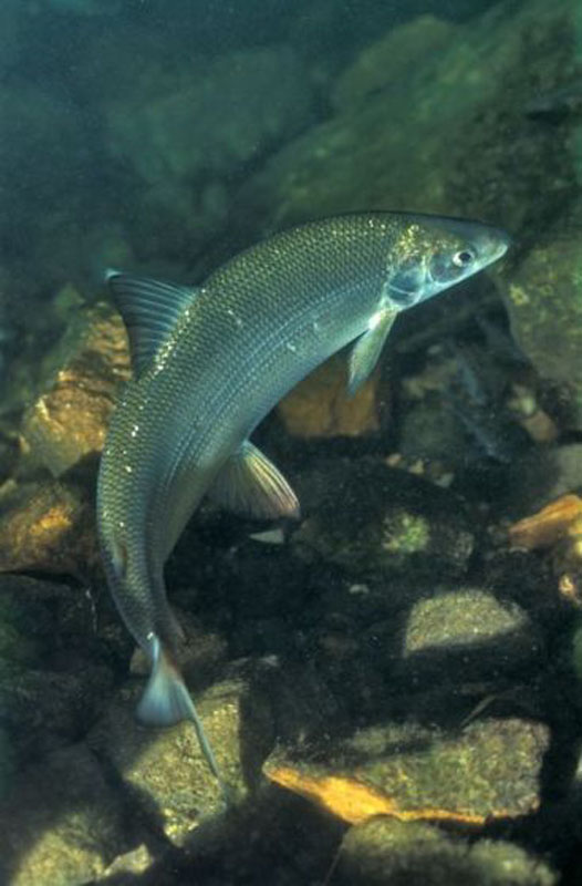 Poissons d'étang - Quels sont les poissons d'étang et de rivière